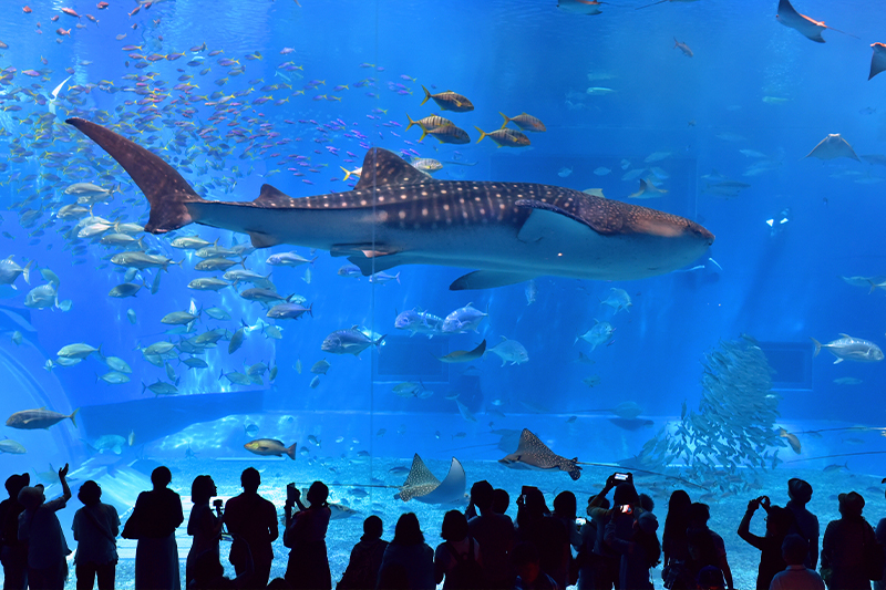 美ら海水族館